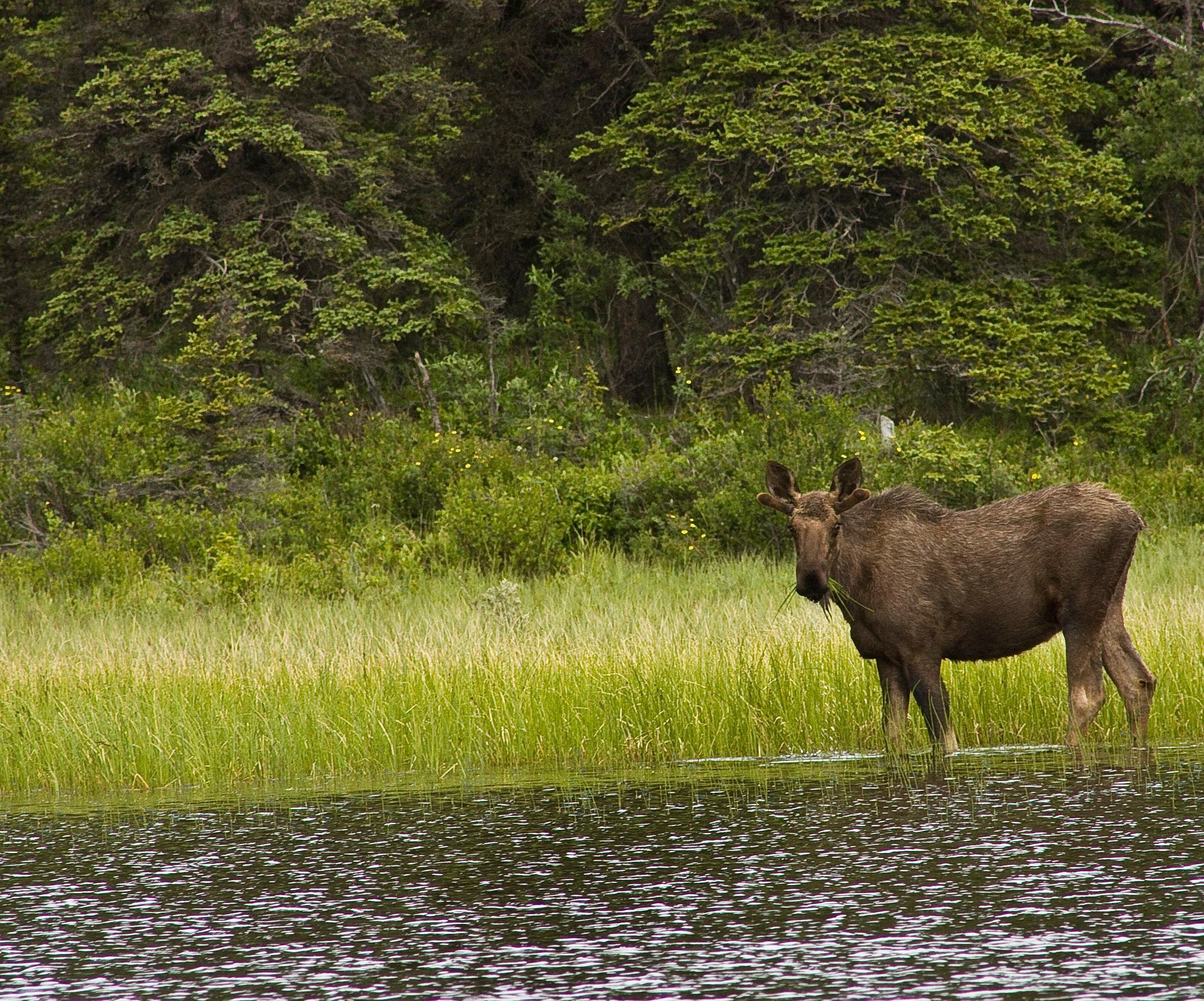 Talkeetna, Alaska: a moose standing in shallow water near a grassy shore