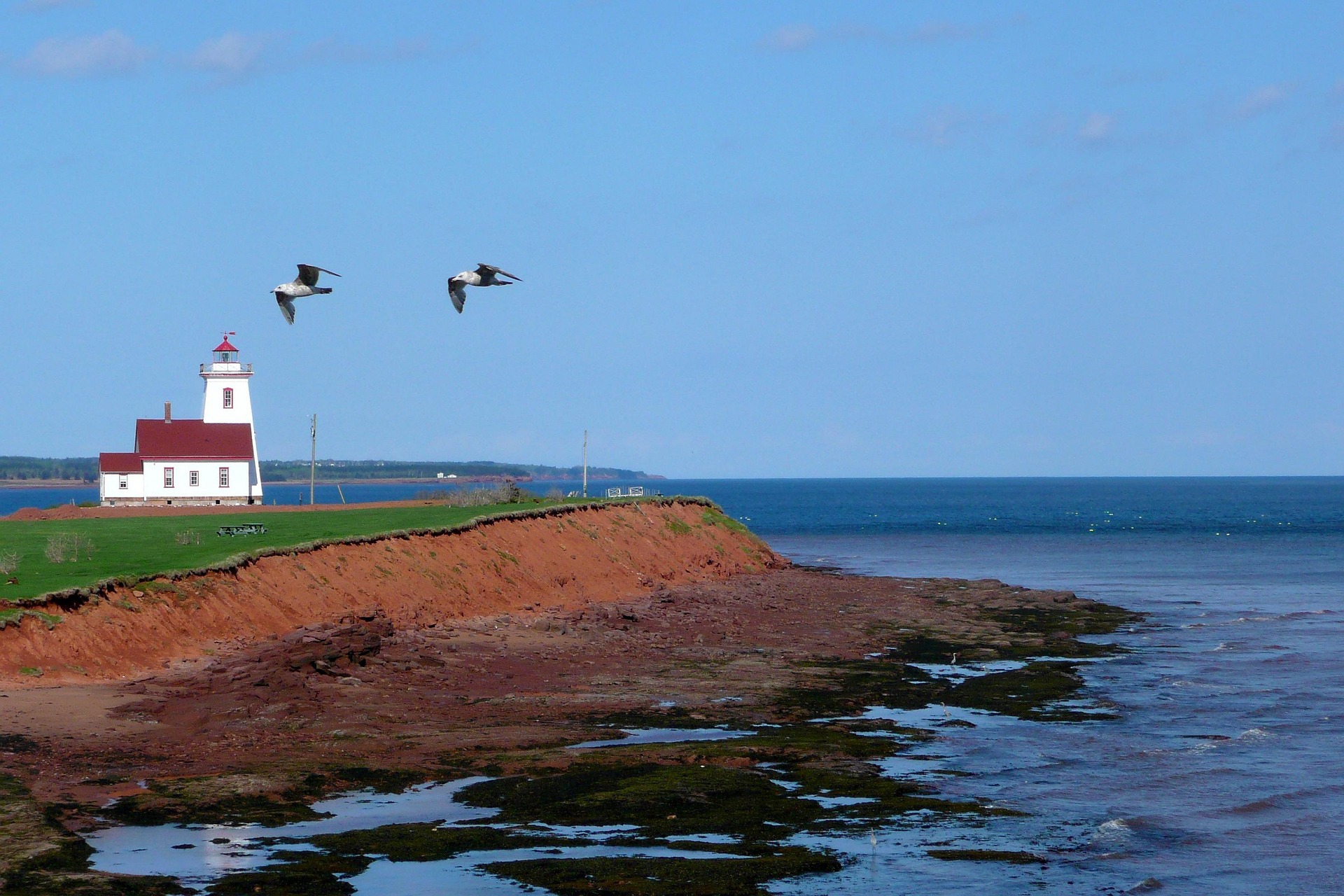 Prince Edward Island, Canada: lighthouse on red sandstone cliffs with two gulls flying overhead