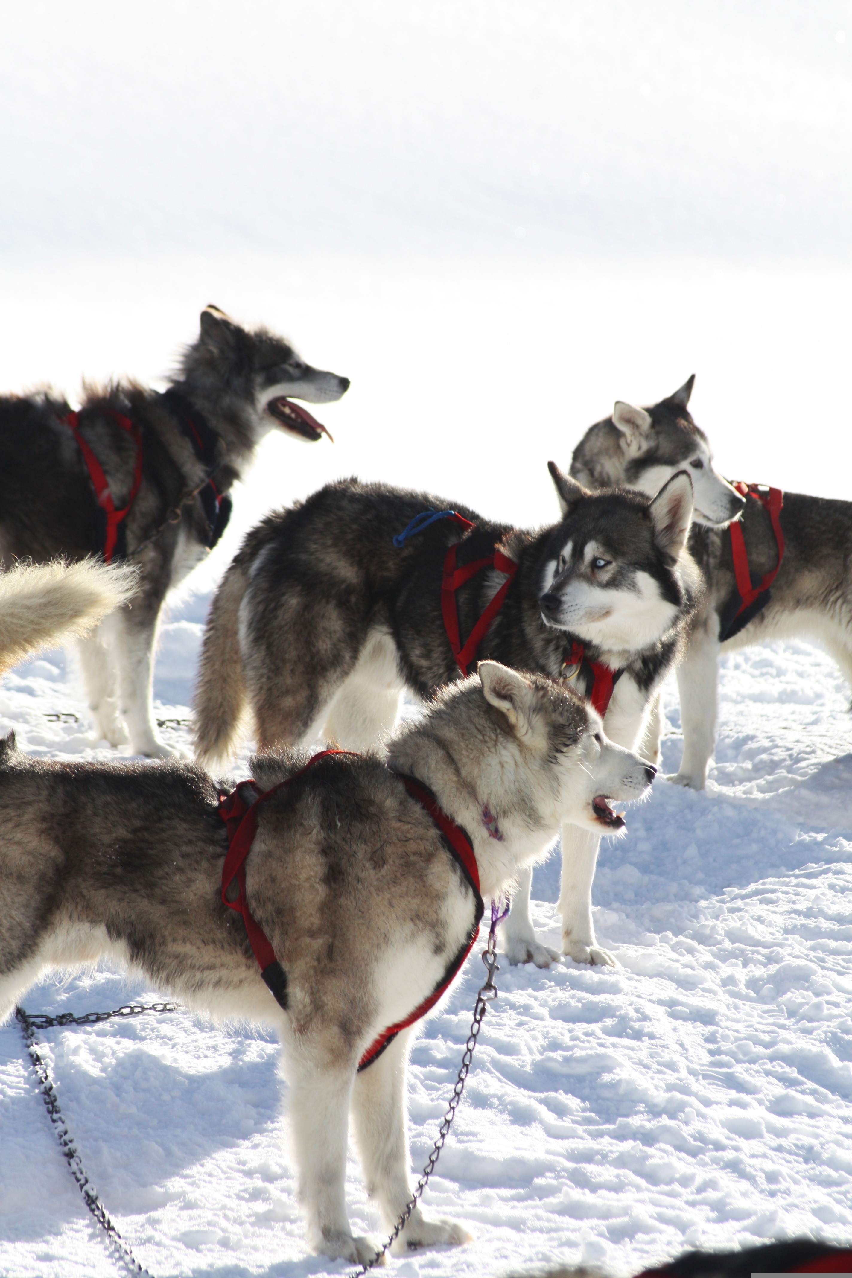 Denali National Park, Alaska: sled dogs in harnesses standing in snow