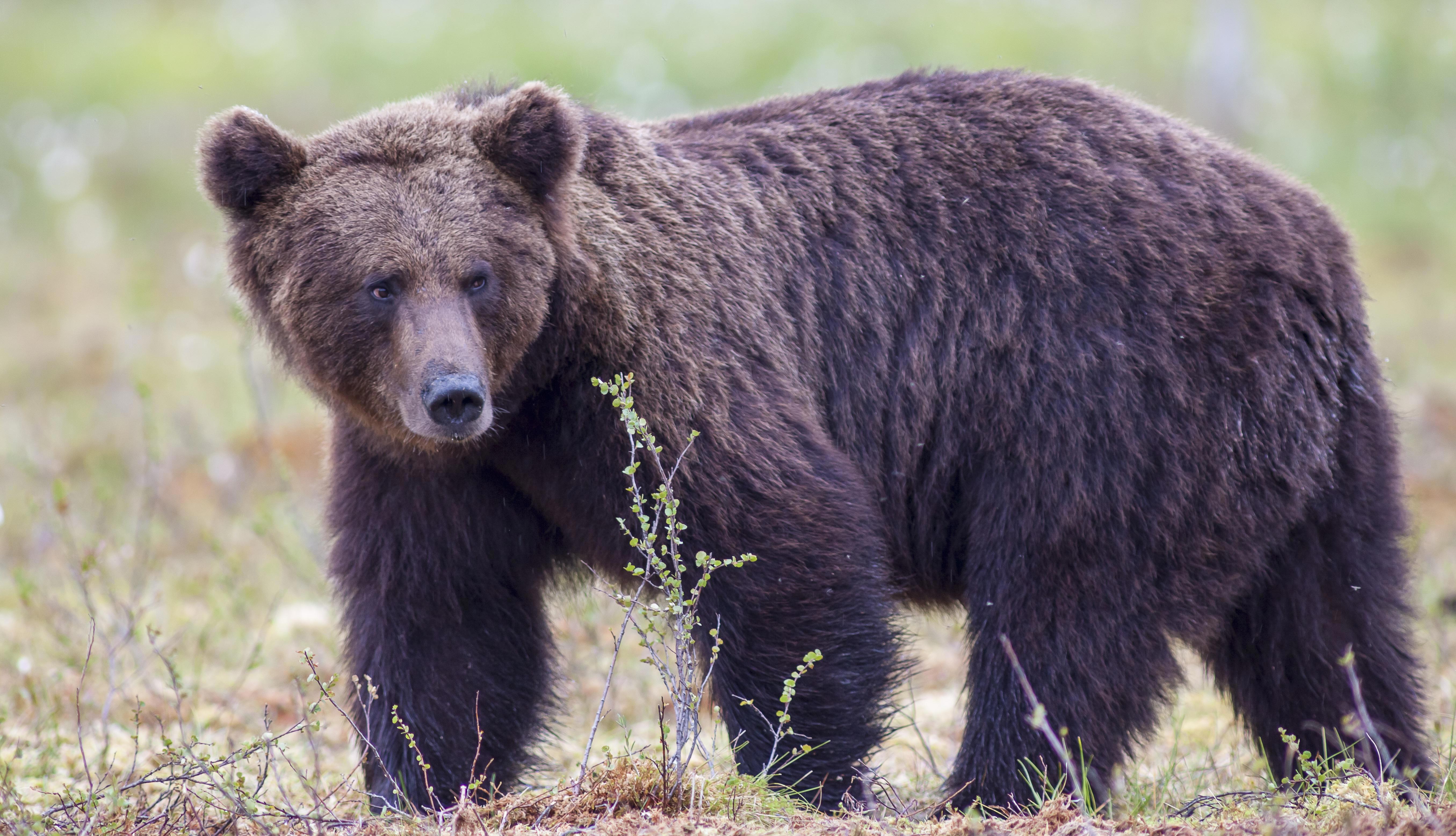 Denali National Park, Alaska: a large brown bear standing in low brush