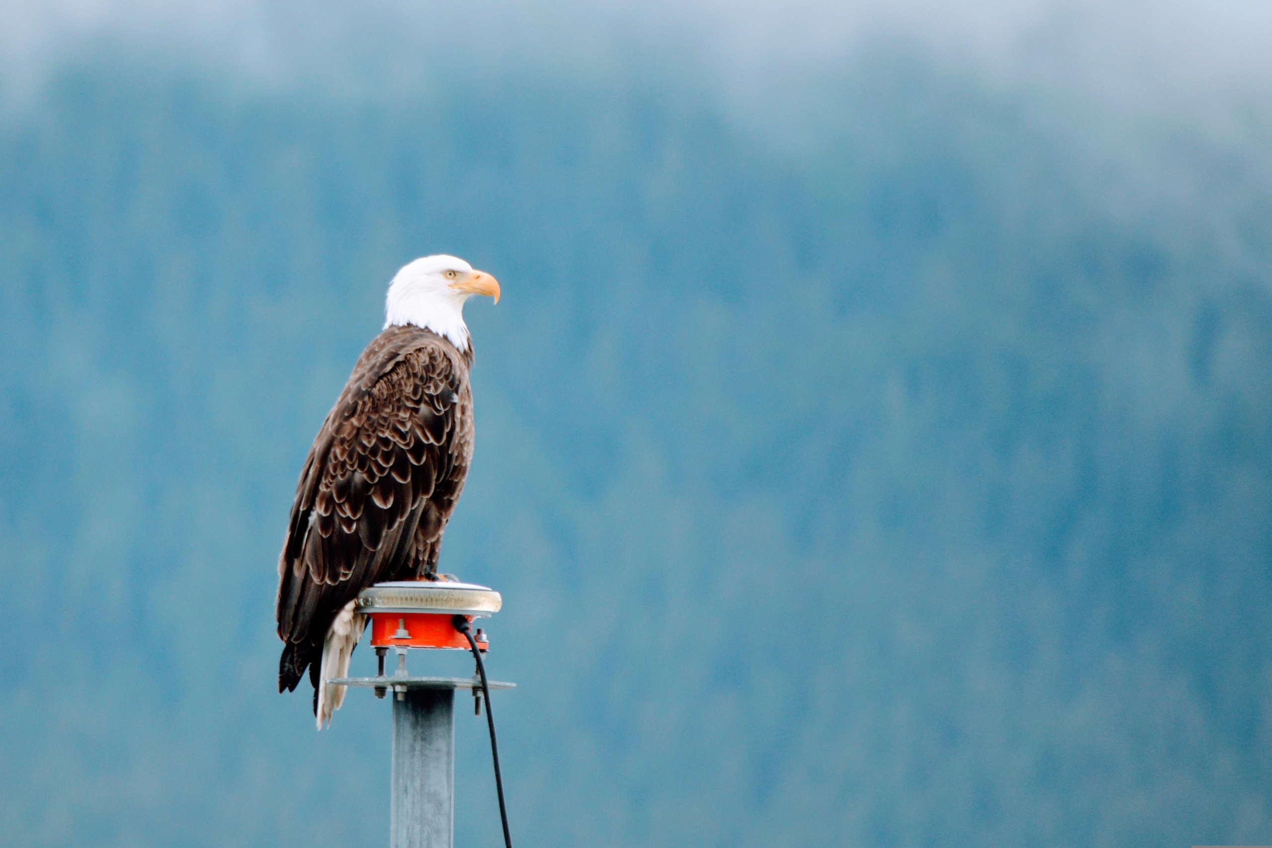 Eagle